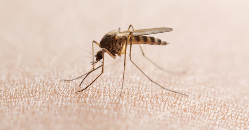 Allergisk Mot Mygg () Allergisk Mot Mygg